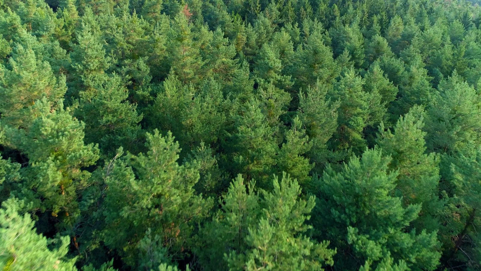 Vue aérienne de la forêt entourant le Lac de Montbel